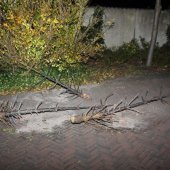 Kerstboombranden Noordwijk